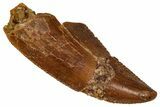Serrated Raptor Tooth - Real Dinosaur Tooth #332881-1